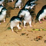 Phillip-Island-Penguins